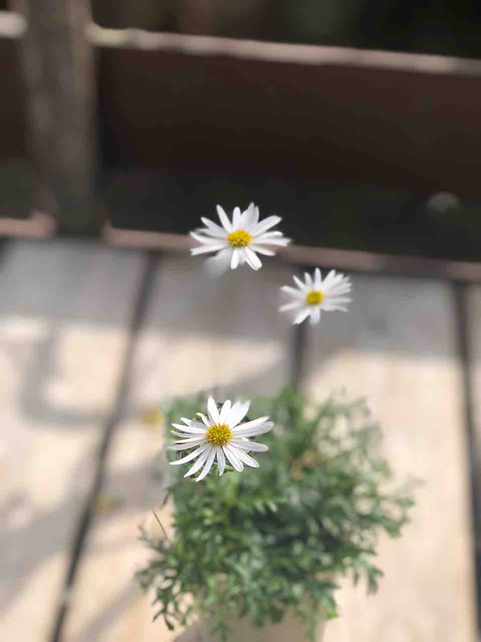 野原ににあいそう フラワーガーデン花音