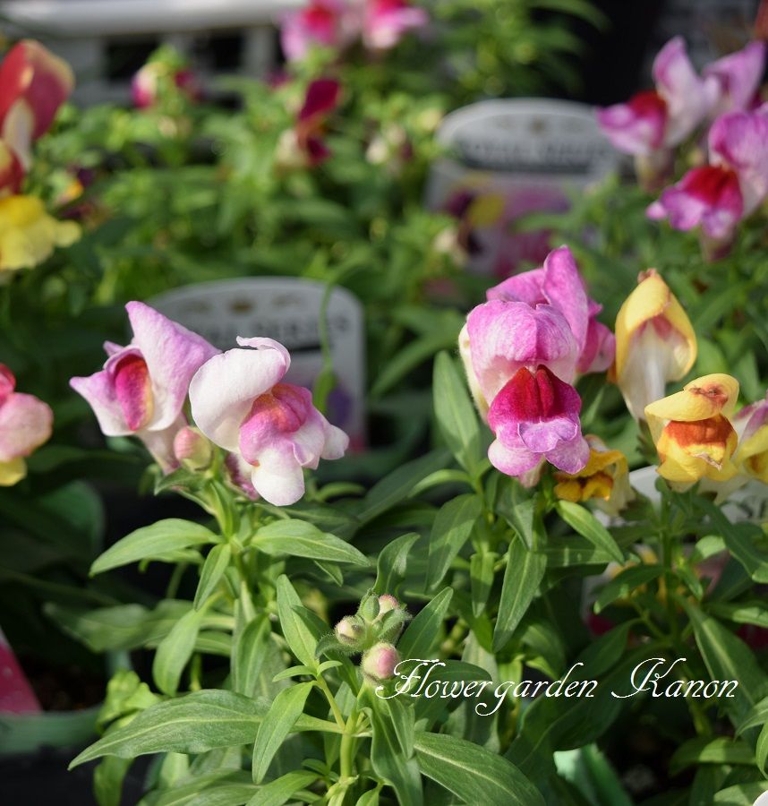 可愛い花や実 フラワーガーデン花音