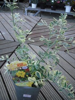 DSCF1592 55