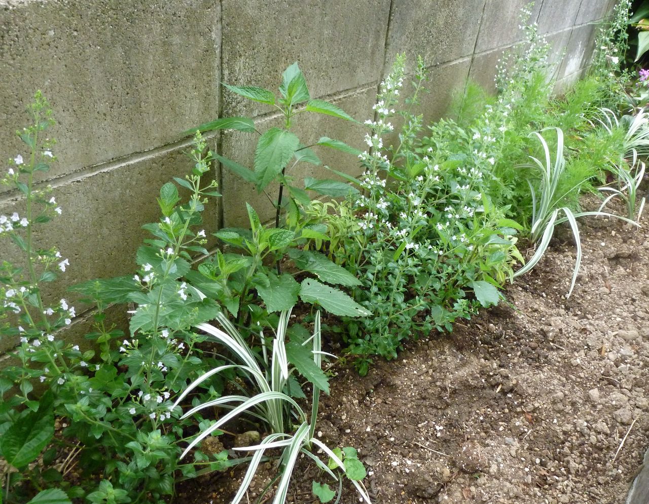 ヒューケラが好き フラワーガーデン花音