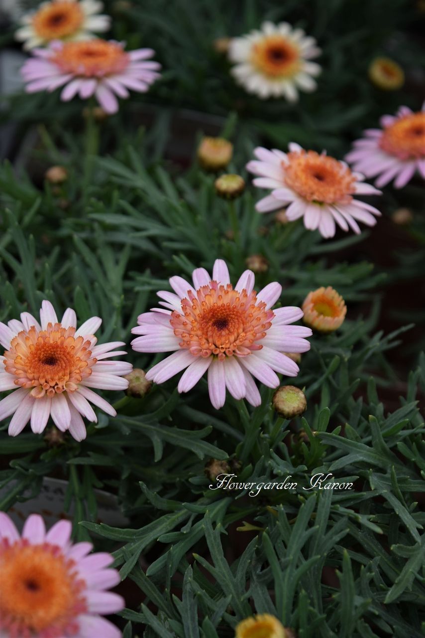 フラワーガーデン花音