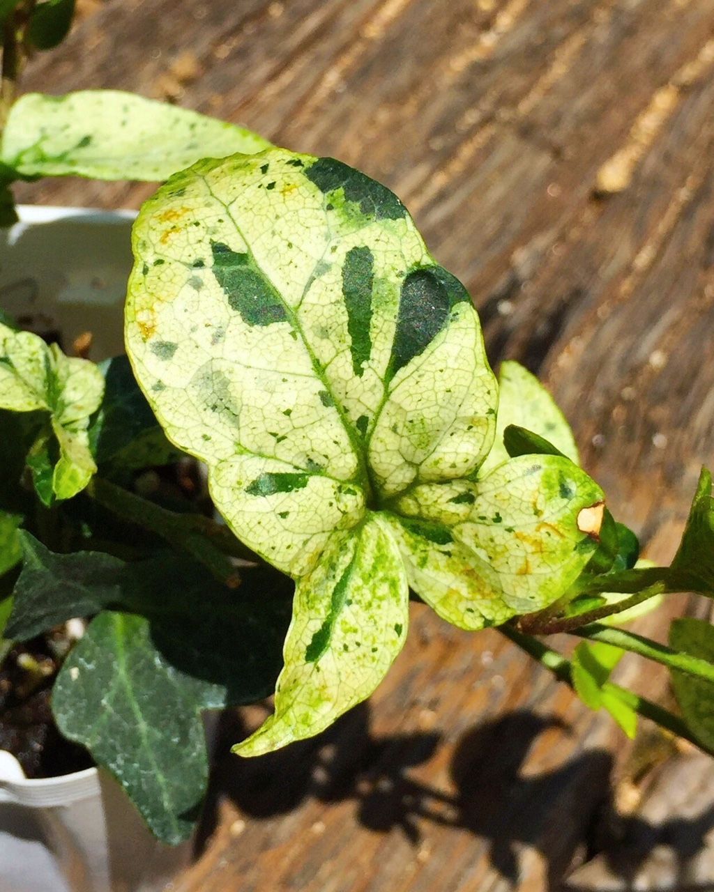 ヘデラ フラワーガーデン花音