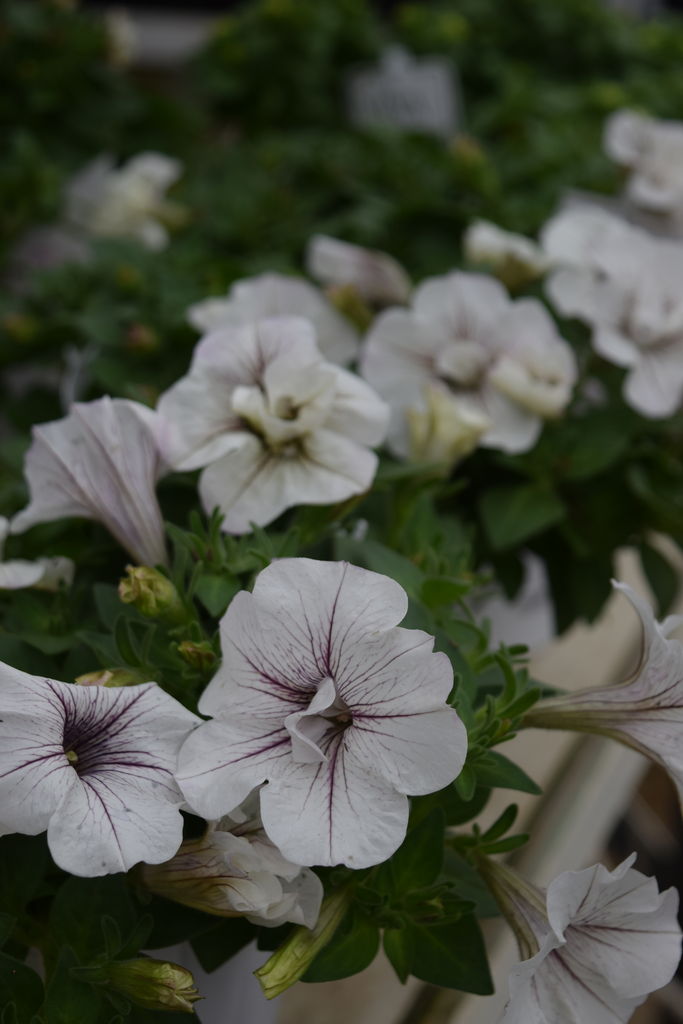 18年07月 フラワーガーデン花音