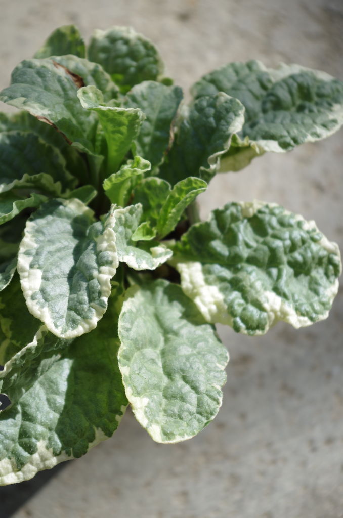 当たり前のことに喜びを またもや カッコいい植物達が入荷しました 増税前にgetしたい ピグミーボッサムにリベルティア そしてコレア フラワーガーデン花音