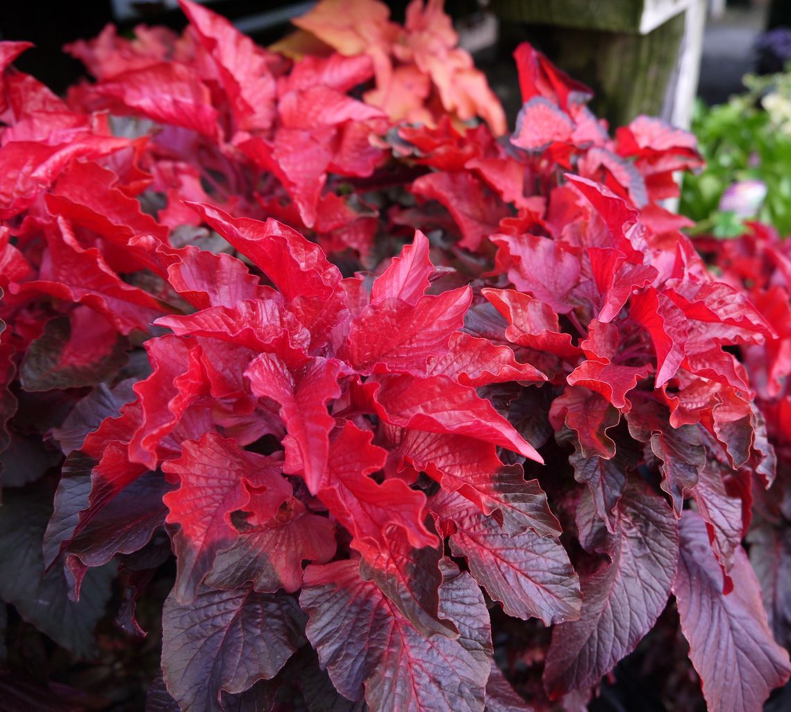 ｒｅｄ フラワーガーデン花音