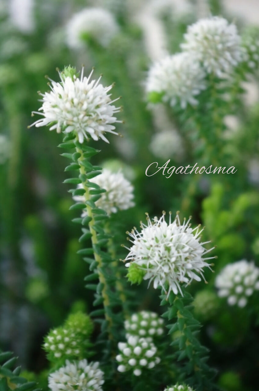 メディカルハーブのある暮らし 生活の中に癒しの植物を取り入れようの巻 フラワーガーデン花音