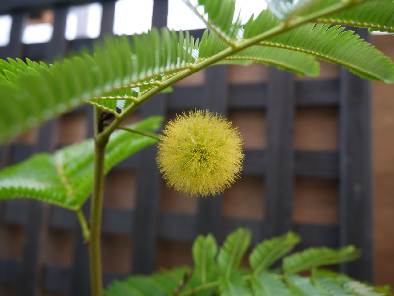 エバーフレッシュの花が咲きました フラワーガーデン花音