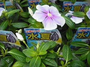 ニチニチソウの品種物も入荷してきました フラワーガーデン花音