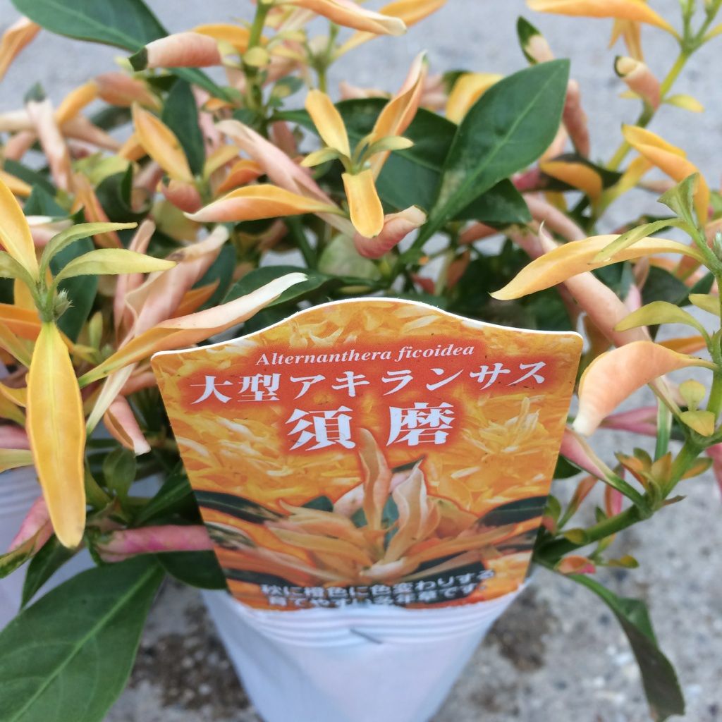 14年09月 フラワーガーデン花音