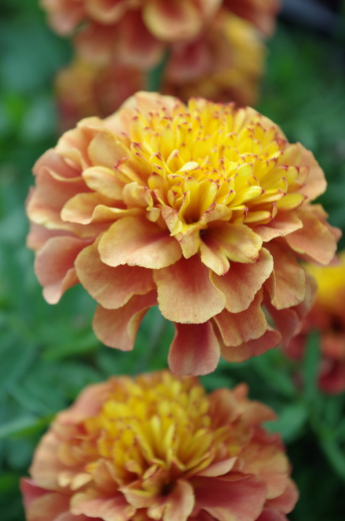 IMGP0386
