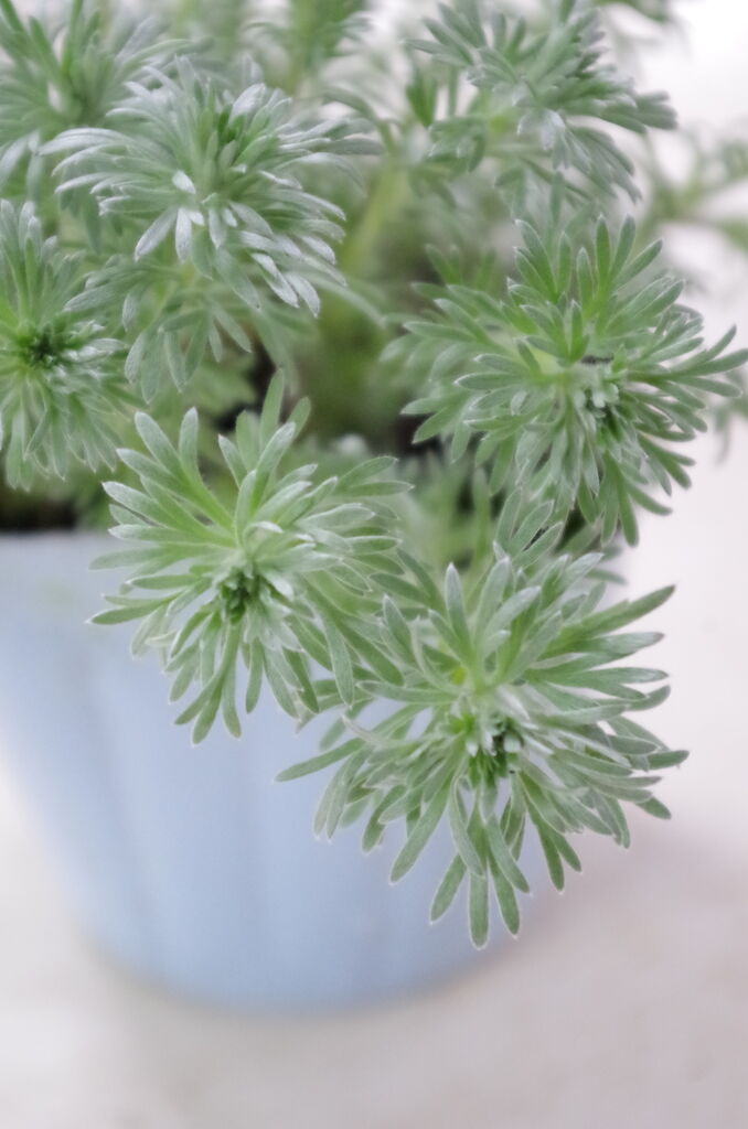 想いを形に 皆様の特別な日はお花で彩ろう 今週のオススメもupしますよ フラワーガーデン花音 想いを形に 皆様の特別な日はお花で彩ろう 今週のオススメもupしますよ フラワーガーデン花音