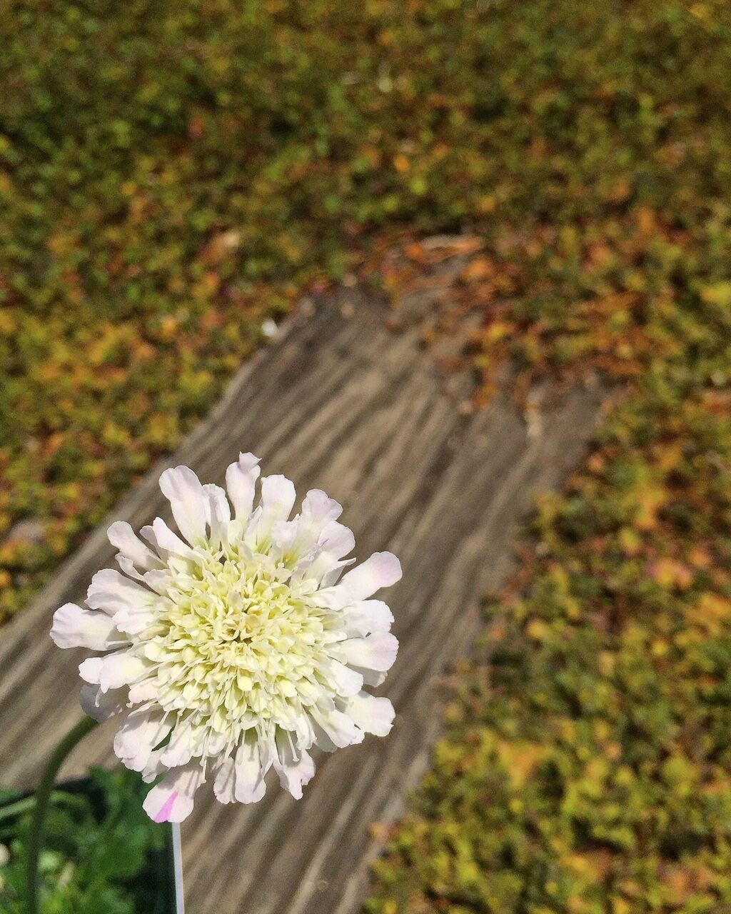 白ときどき桃 White Flowers 2 フラワーガーデン花音