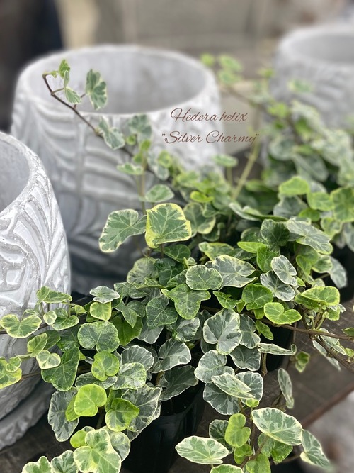 63962615-2CEE-4178-B56D-6BA7648AA82A