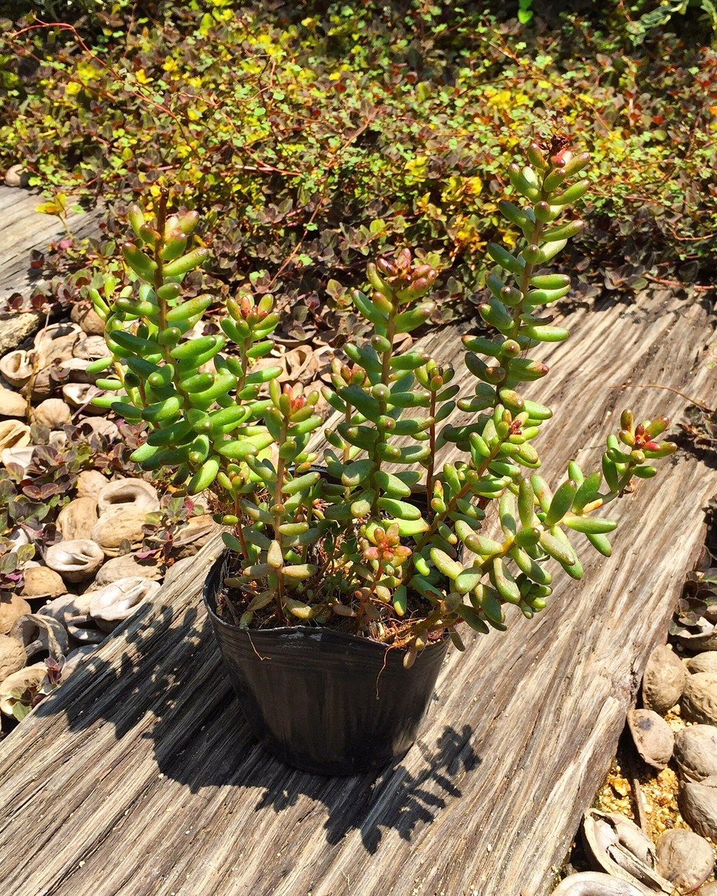 ピンチはピンチ 多肉植物の場合 フラワーガーデン花音 ピンチはピンチ 多肉植物の場合 フラワーガーデン花音