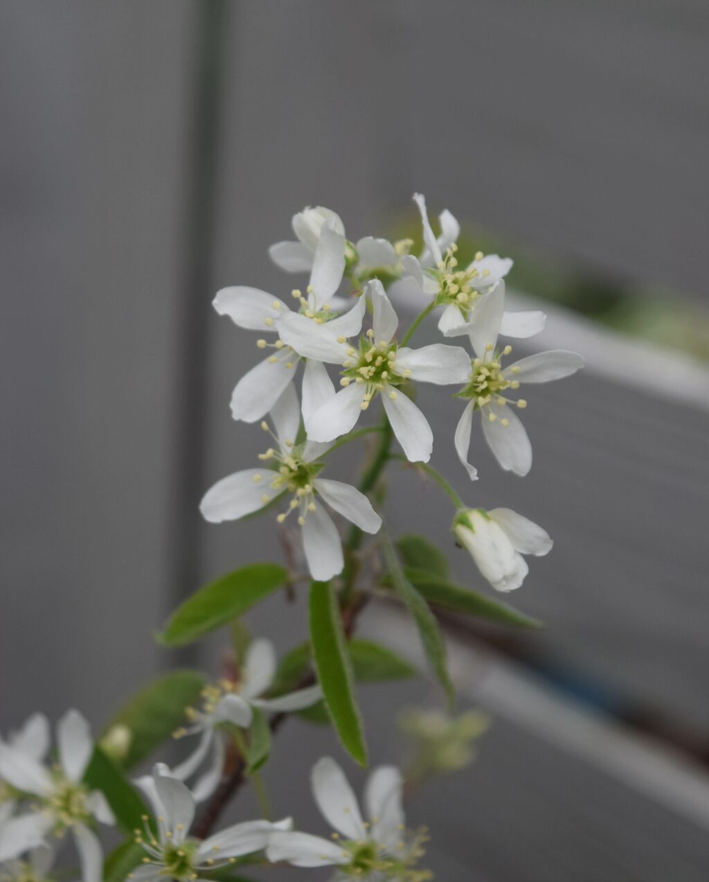花が咲く木 フラワーガーデン花音
