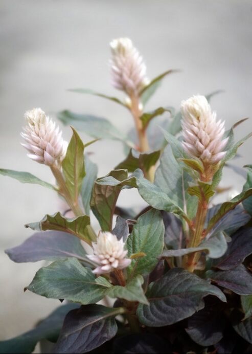 必見 セロシアヴィンテージ アガスターシェクレイジーフォーチュンそして 日曜日ですが金曜blogの続きです ｓスリットが華やかなギャザリングレッスンの巻 フラワーガーデン花音