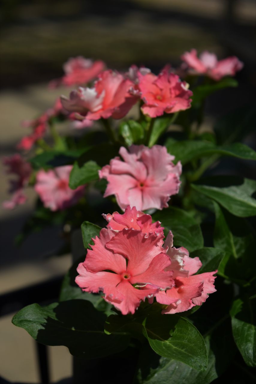 夏でも元気な花はいかが フラワーガーデン花音