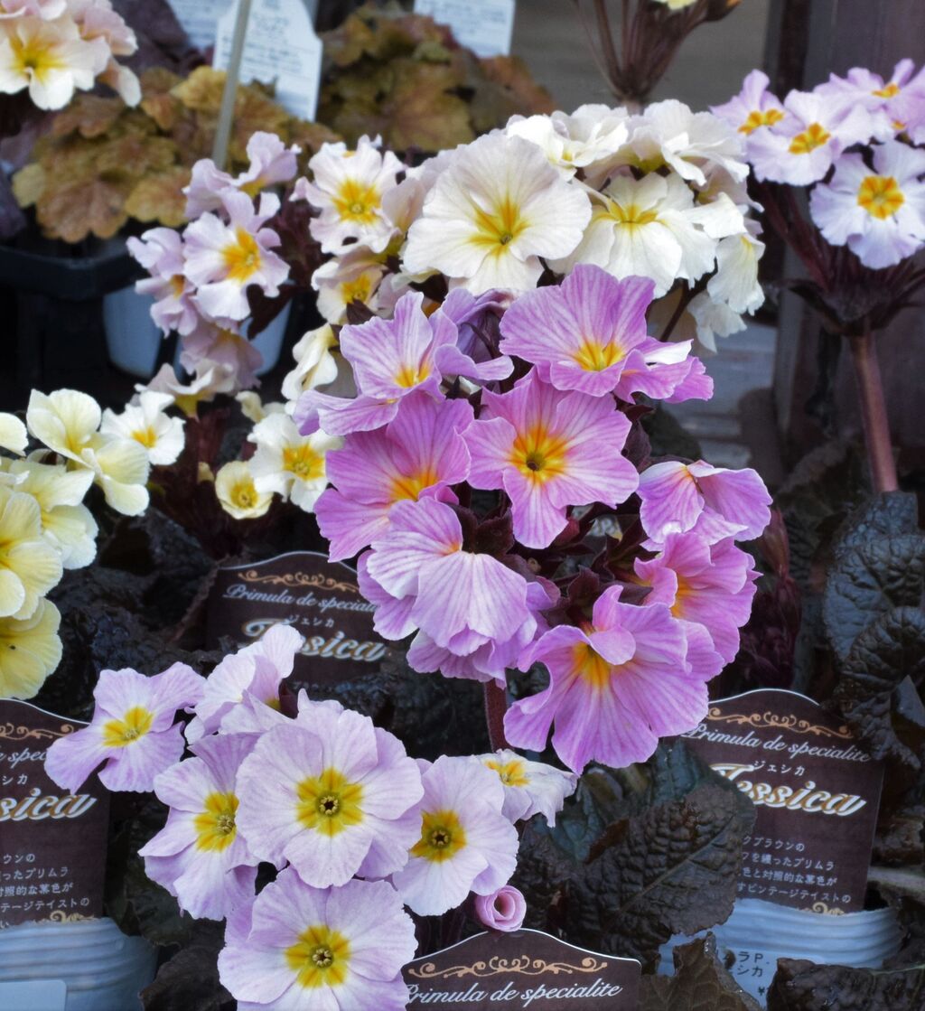 フラワーガーデン花音