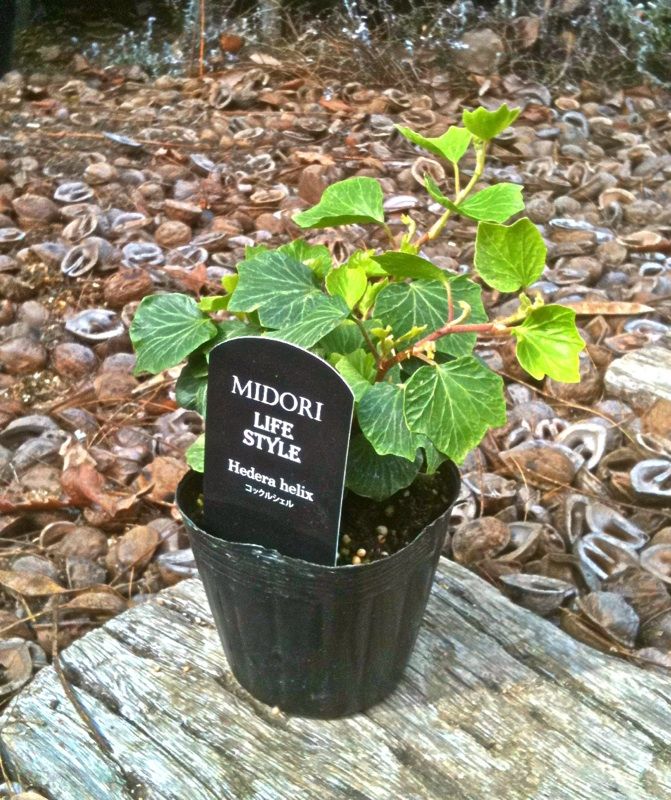 ヘデラ 泳ぎの上手い順番ってナニ フラワーガーデン花音