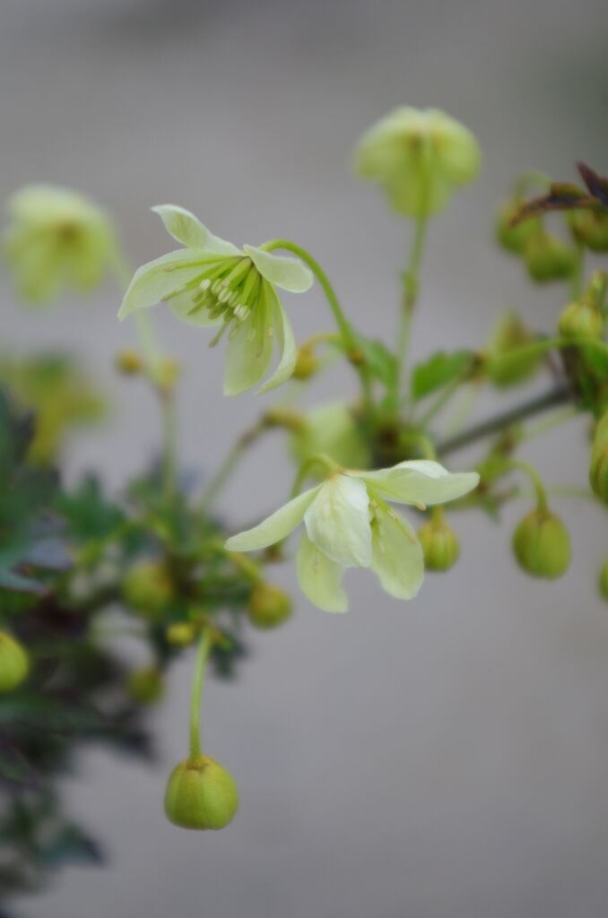 清楚さ 優しさ 上品さ こんな時だからこそ 花育 始めてみませんか フラワーガーデン花音 清楚さ 優しさ 上品さ こんな時だからこそ 花育 始めてみませんか フラワーガーデン花音