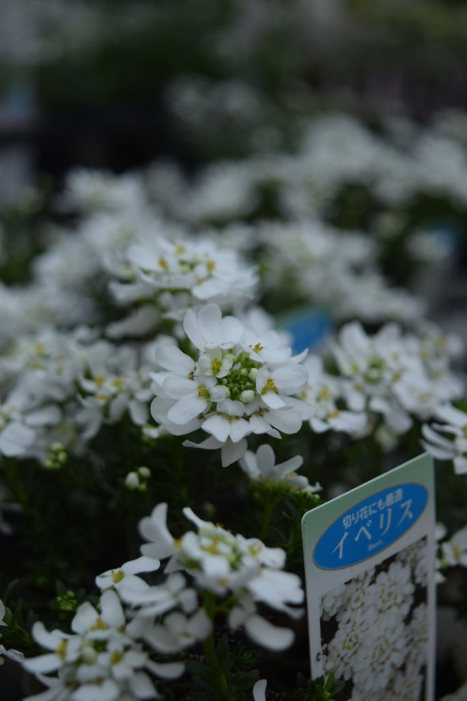 白い小さな花が可愛くて フラワーガーデン花音