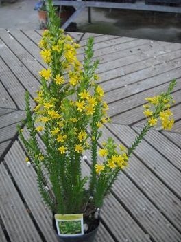 花粉症つらいです フラワーガーデン花音 花粉症つらいです フラワーガーデン花音