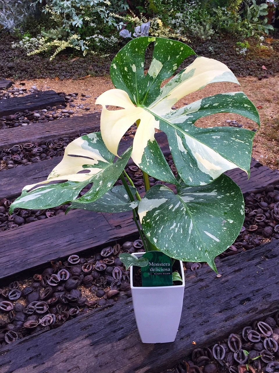 18年10月 フラワーガーデン花音