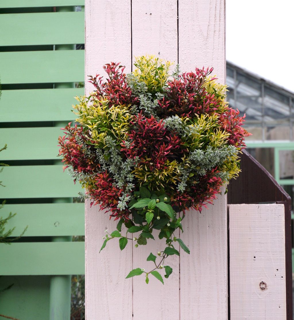 アキランサスのハンギング フラワーガーデン花音