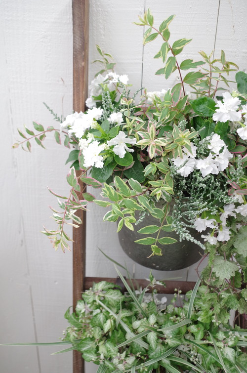 トヨダblog フラワーガーデン花音