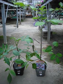 DSCF0999 55