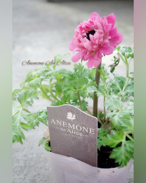 InShot_20220226_135216055