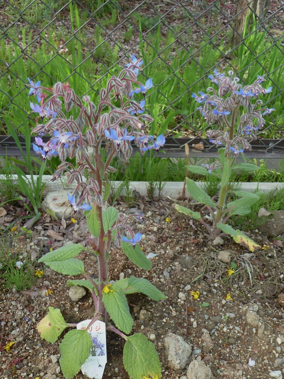 冬の花壇では フラワーガーデン花音