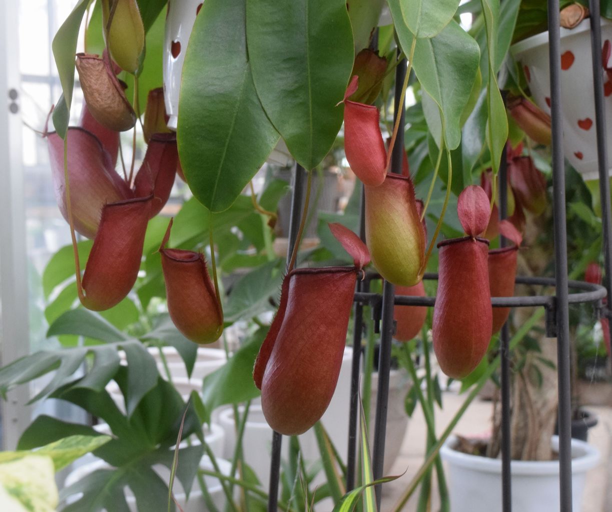 食虫植物 ネペンテス フラワーガーデン花音 食虫植物 ネペンテス フラワーガーデン花音