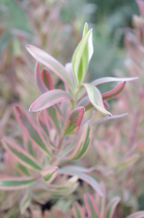 IMGP0391