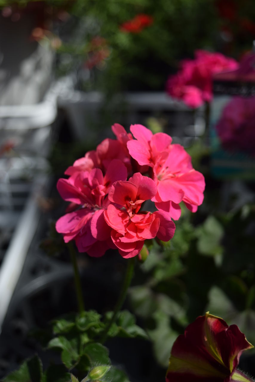 ガザニアとゼラニウム フラワーガーデン花音