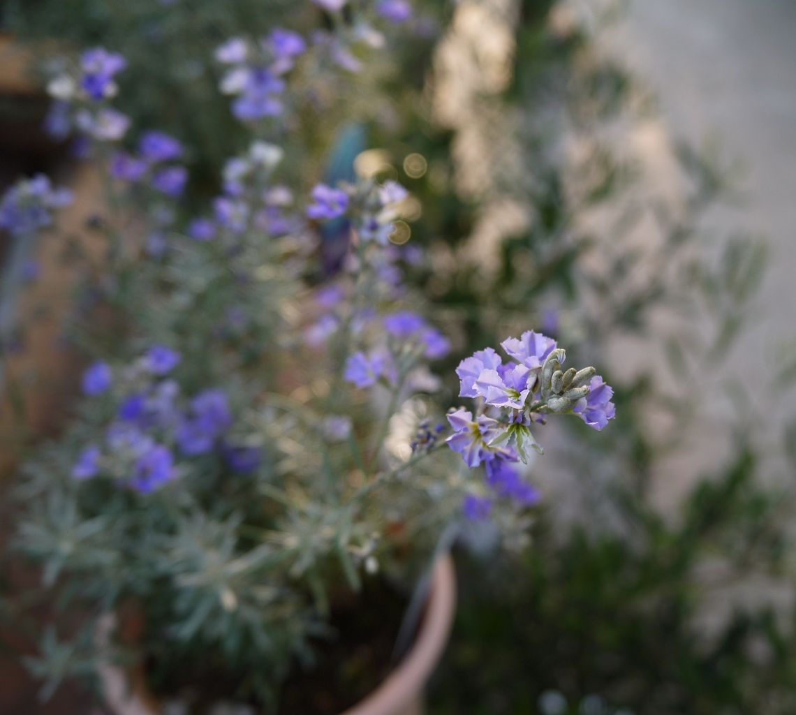青くて小さな花たち フラワーガーデン花音