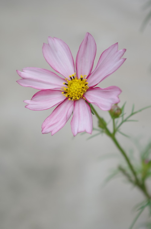 IMGP7946