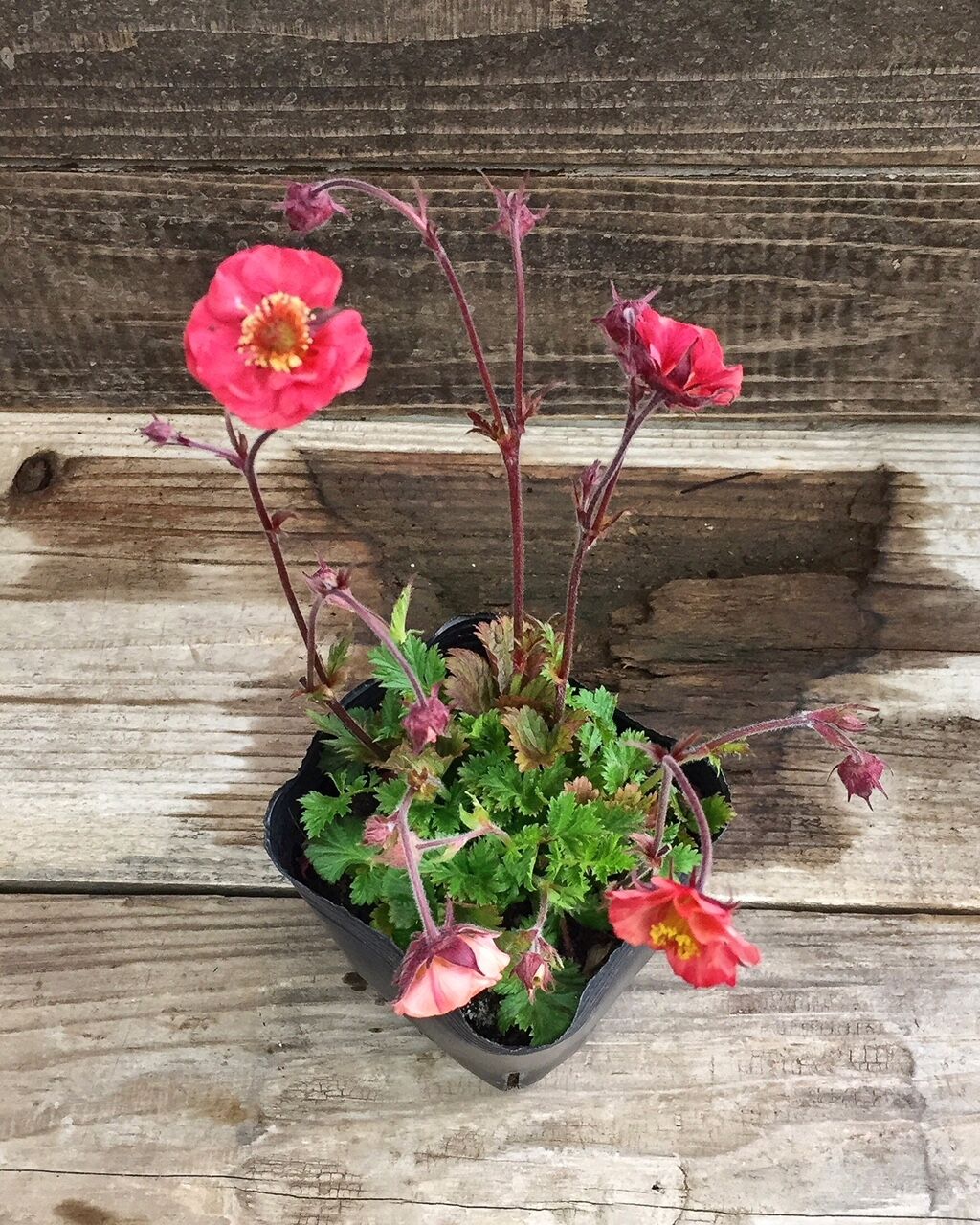 かわいいゲウム2種入荷しました フラワーガーデン花音 かわいいゲウム2種入荷しました フラワーガーデン花音