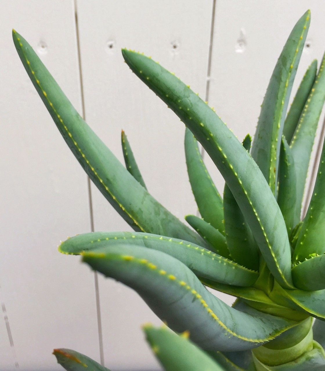 アロエ スパイラルアロエ ポリフィラ Www Balitours Co Id