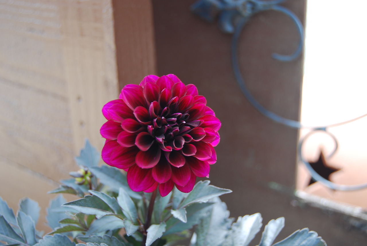 新品入荷 ダリア レディダリア 植物 観葉植物 インテリア 住まい 小物 Belvtor By