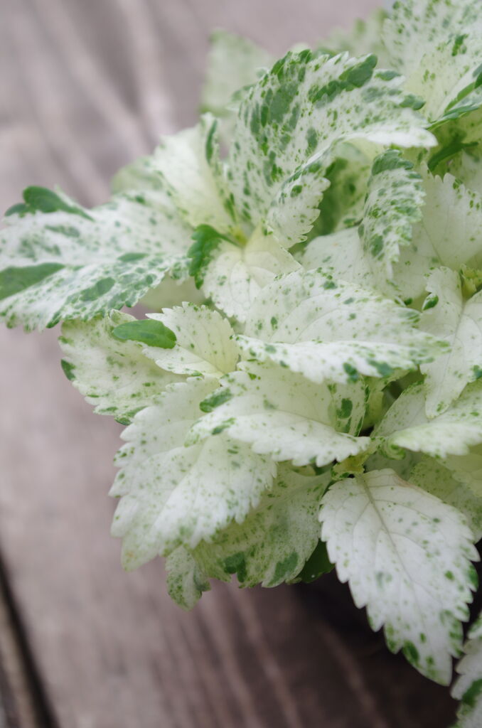 四季折々を楽しめるナチュラルガーデン作りを始めよう これは即買い 斑入りスフレ入荷の巻 フラワーガーデン花音 四季折々を楽しめるナチュラルガーデン作りを始めよう これは即買い 斑入りスフレ入荷の巻 フラワーガーデン花音