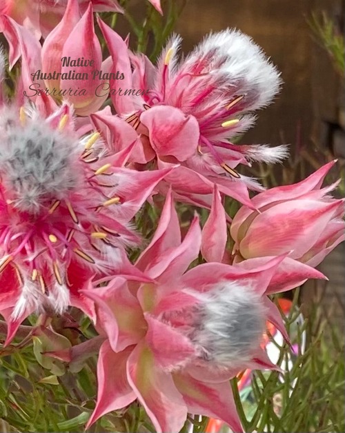 C7666B0B-5F1D-4CD5-9403-29FB126AC3B0