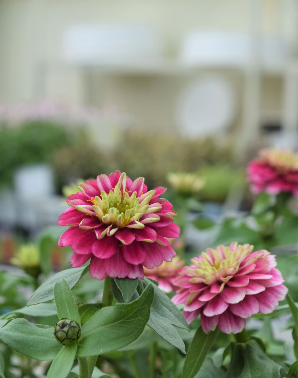 赤からピンクまで花色もいろいろ フラワーガーデン花音