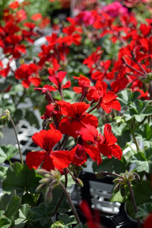 16年05月 フラワーガーデン花音