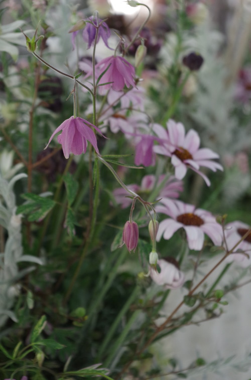 IMGP0555
