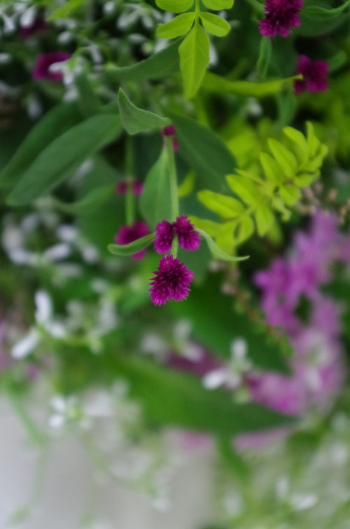 IMGP7562