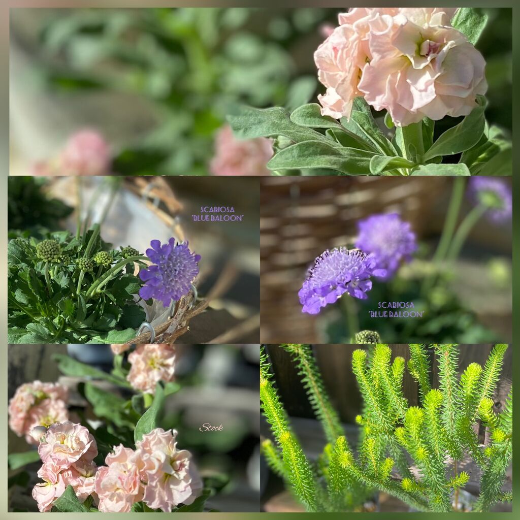 可愛いいお花やリーフがいっぱいです 大忙しのガーデニングですね フラワーガーデン花音