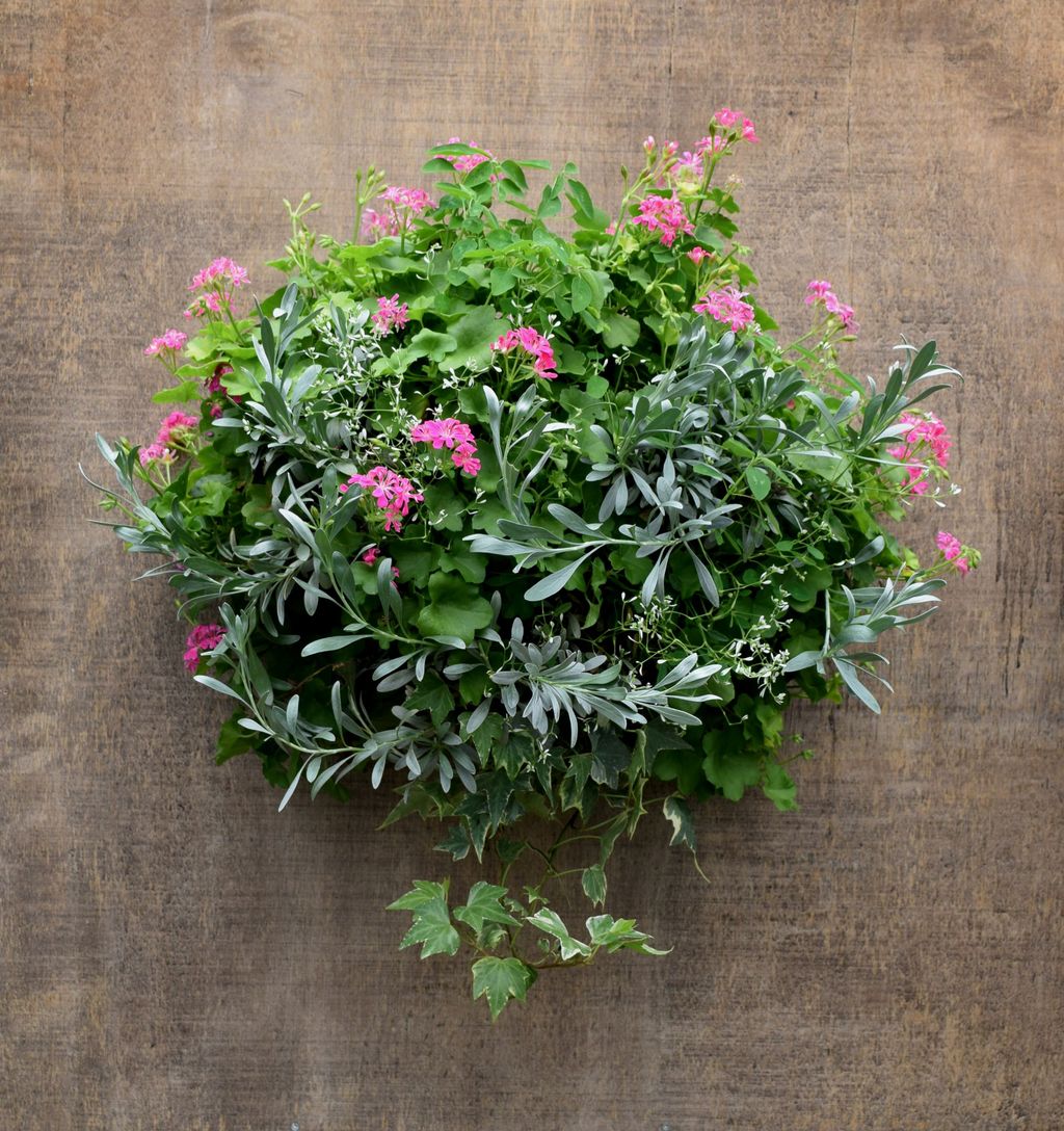 夏のハンギング フラワーガーデン花音