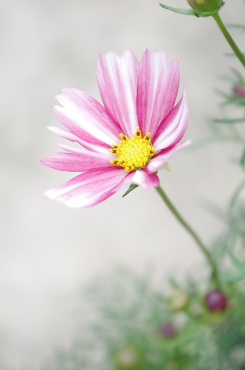 IMGP7942