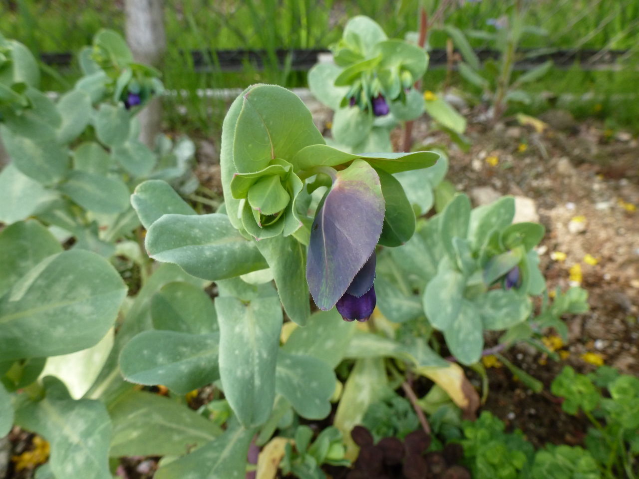 冬の花壇では フラワーガーデン花音